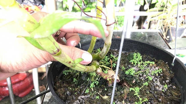 Tại sao trồng lan không ra hoa